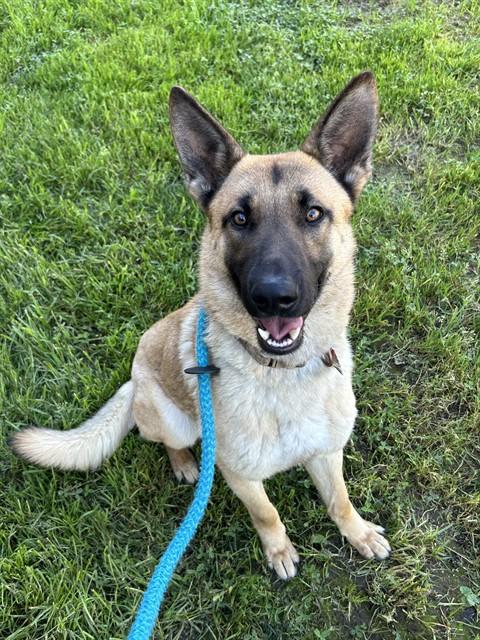 Enlarge MARIO, a Adoptable mixed breed in Sacramento, CA image 1/1