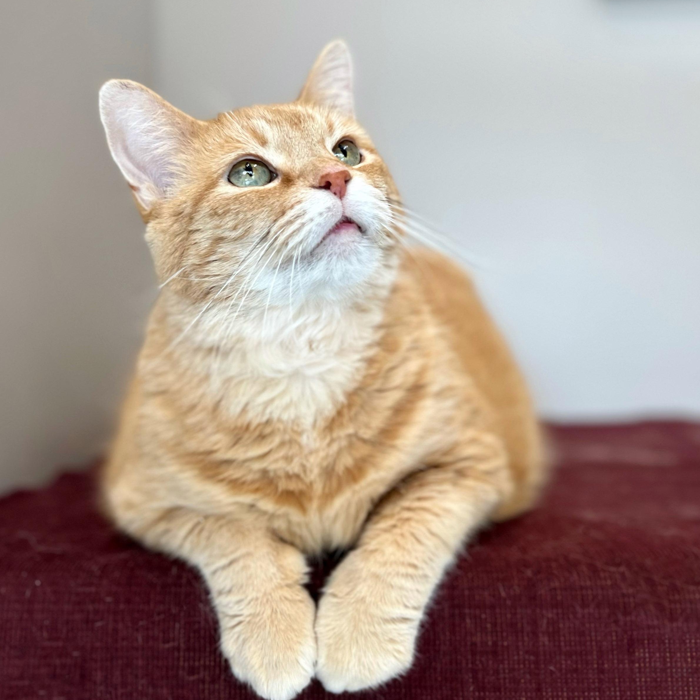 Enlarge Fluff, an adopted mixed breed in Chicago, IL image 4/5