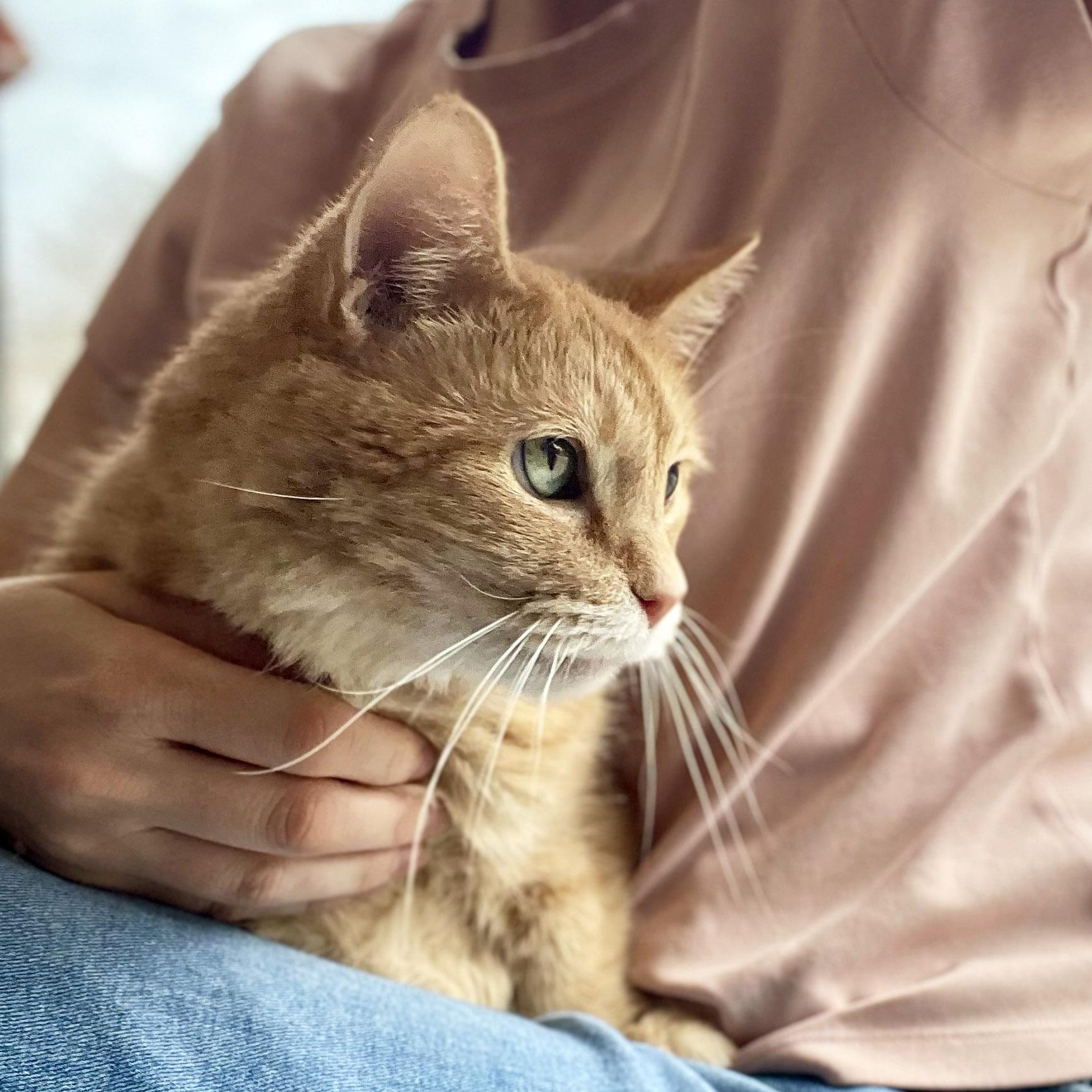 Enlarge Fluff, an adopted mixed breed in Chicago, IL image 2/5