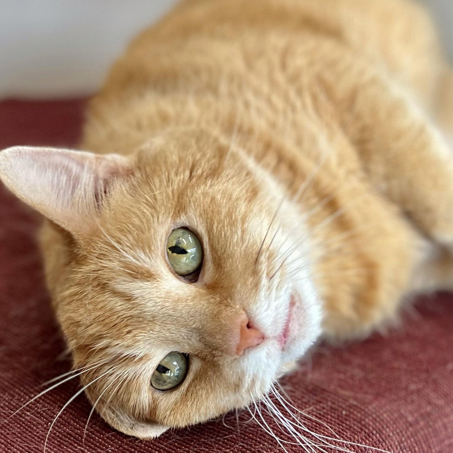 Enlarge Fluff, an adopted mixed breed in Chicago, IL image 5/5