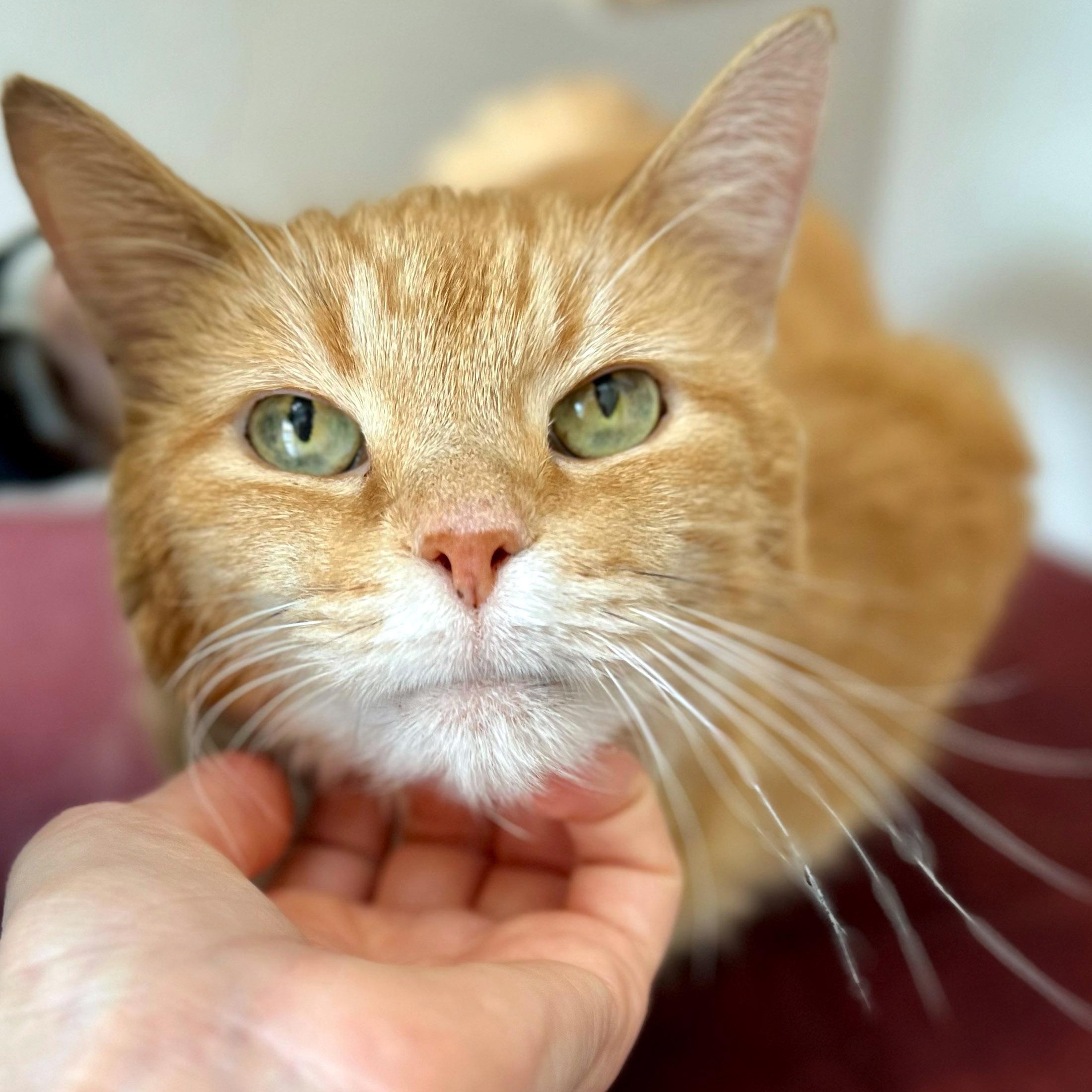 Enlarge Fluff, an adopted mixed breed in Chicago, IL image 1/5