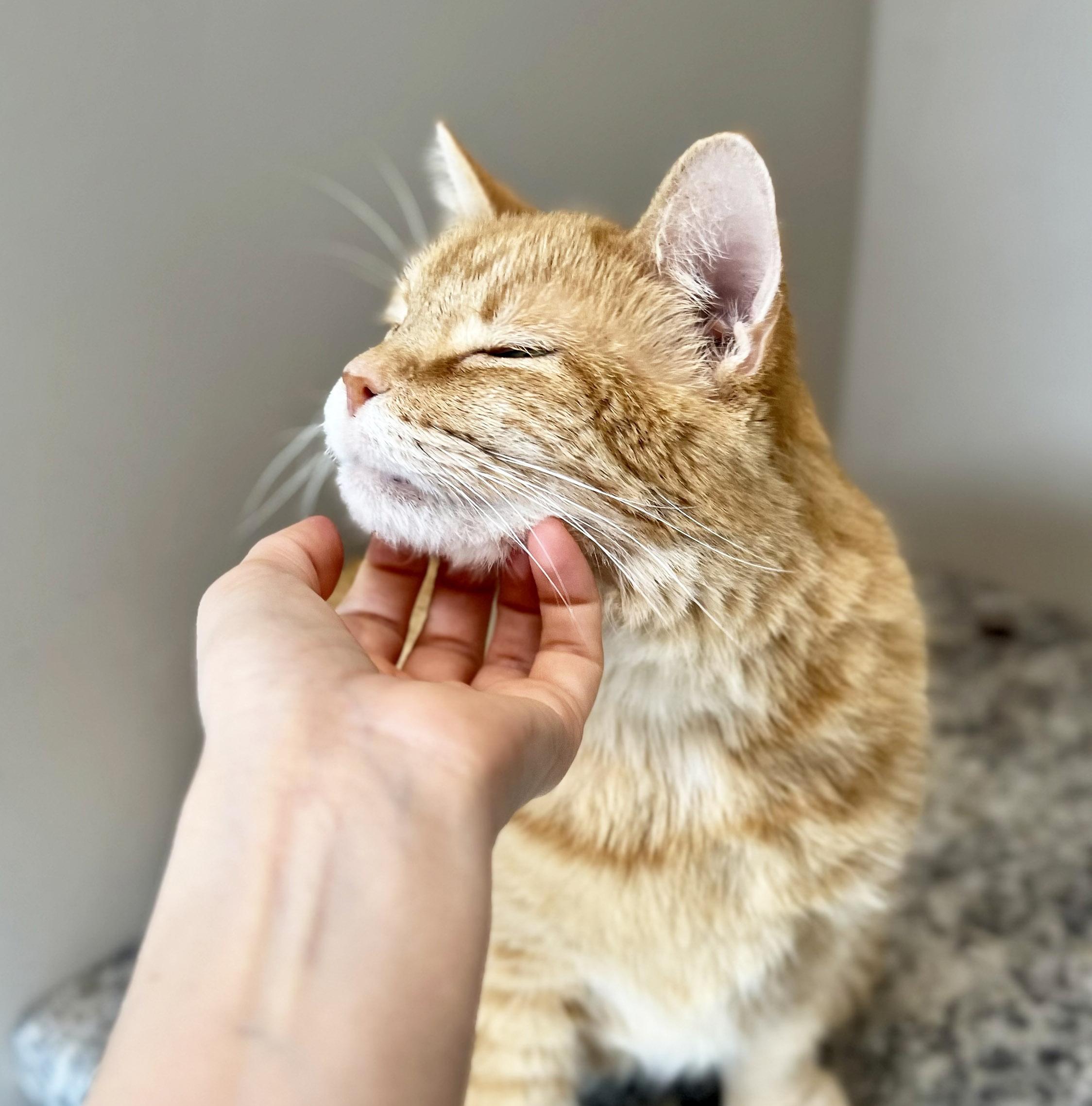 Enlarge Fluff, an adopted mixed breed in Chicago, IL image 3/5