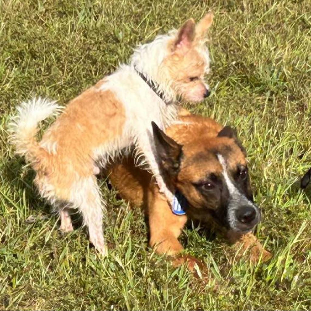 Tito, Adoptable, Adult Male Cattle Dog & Mixed Breed.