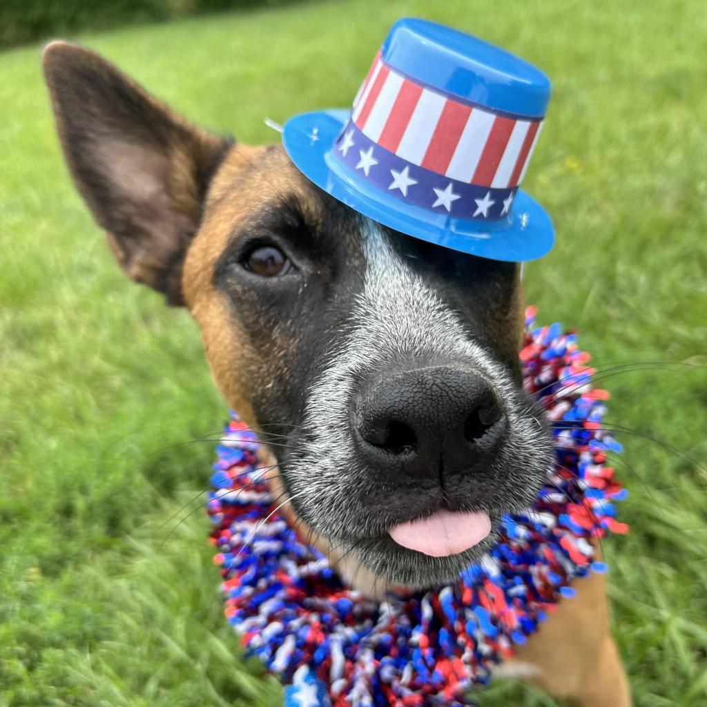 Tito, a Adoptable mixed breed in Kansas City, MO image 2/6