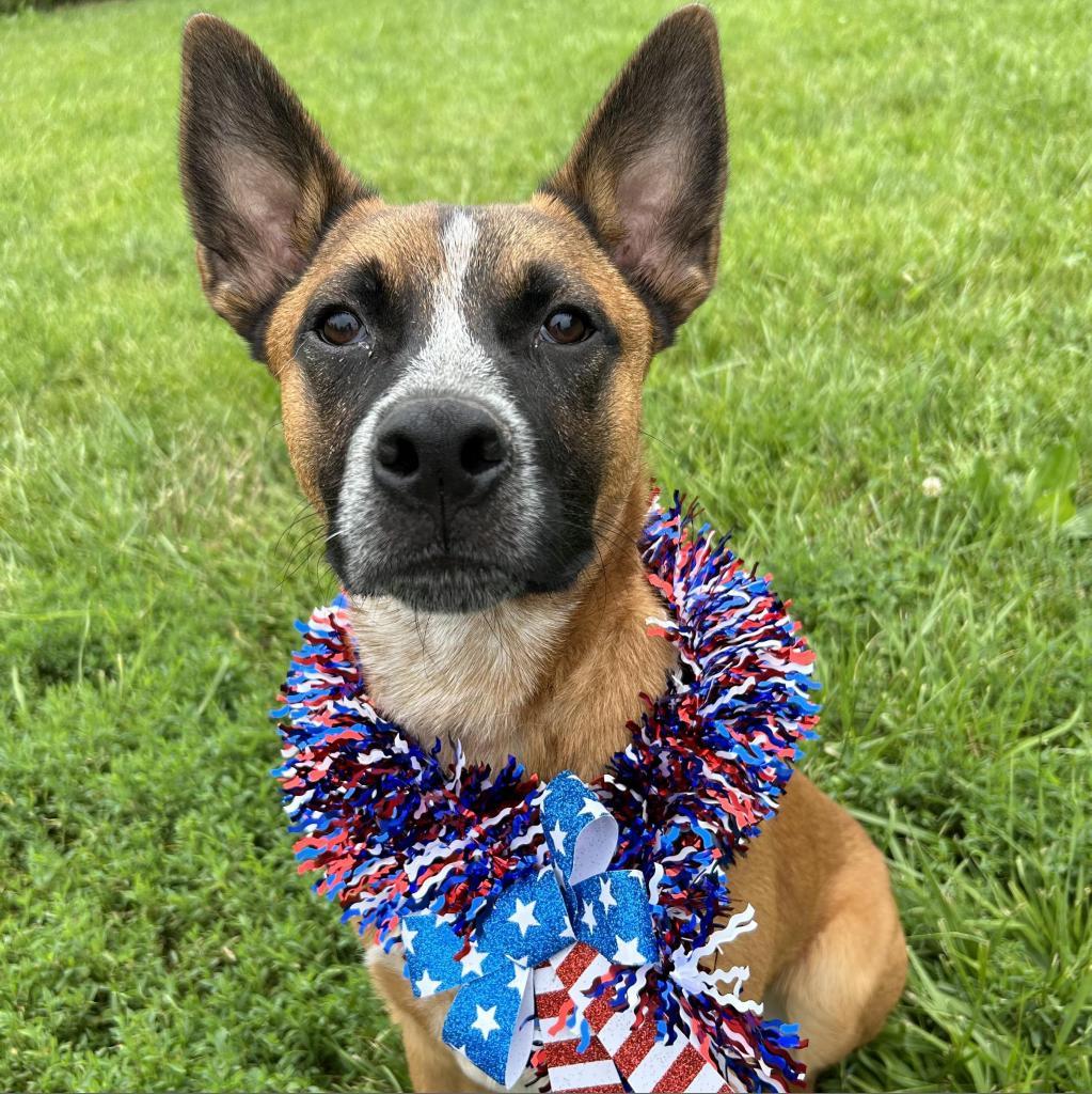 Tito, a Adoptable mixed breed in Kansas City, MO image 3/6