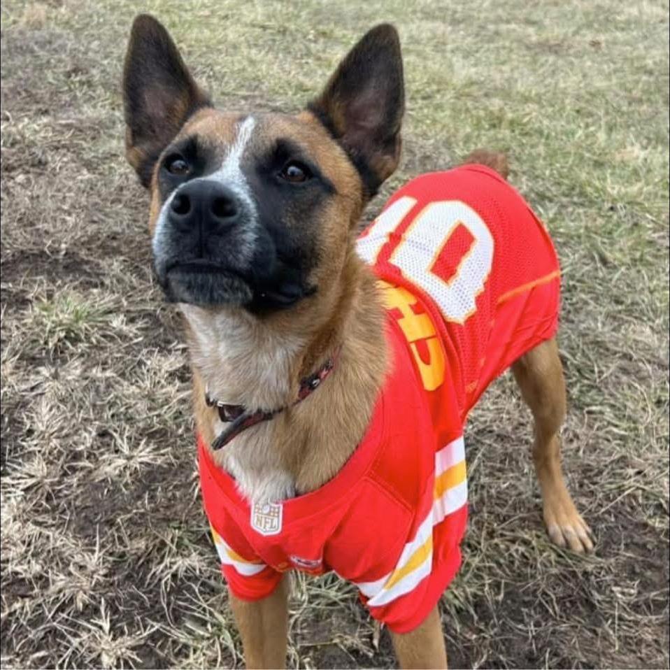 Tito, a Adoptable mixed breed in Kansas City, MO image 4/6