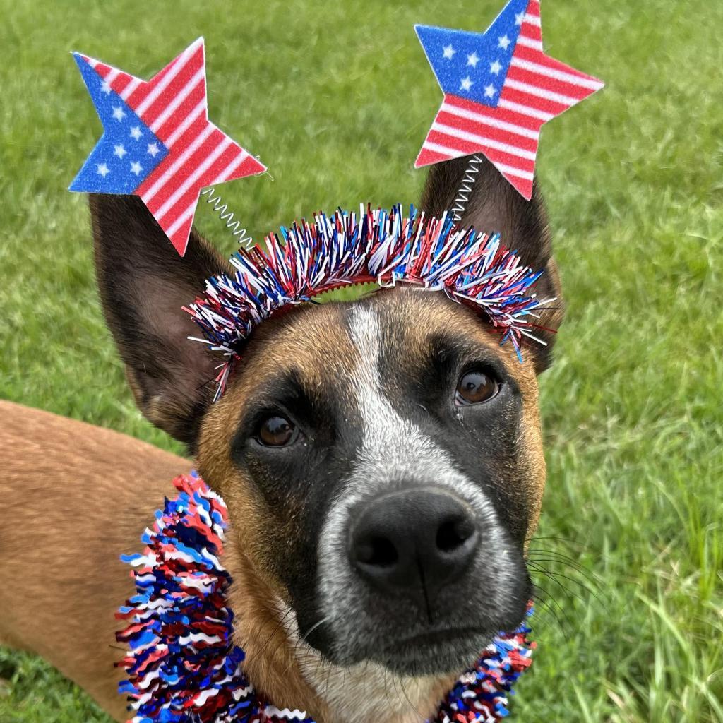 Tito, a Adoptable mixed breed in Kansas City, MO image 6/6