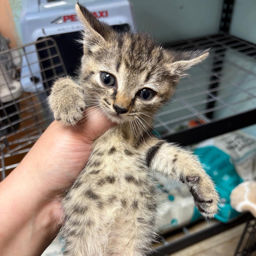 Angelica, Adoptable, Kitten Female Domestic Short Hair.