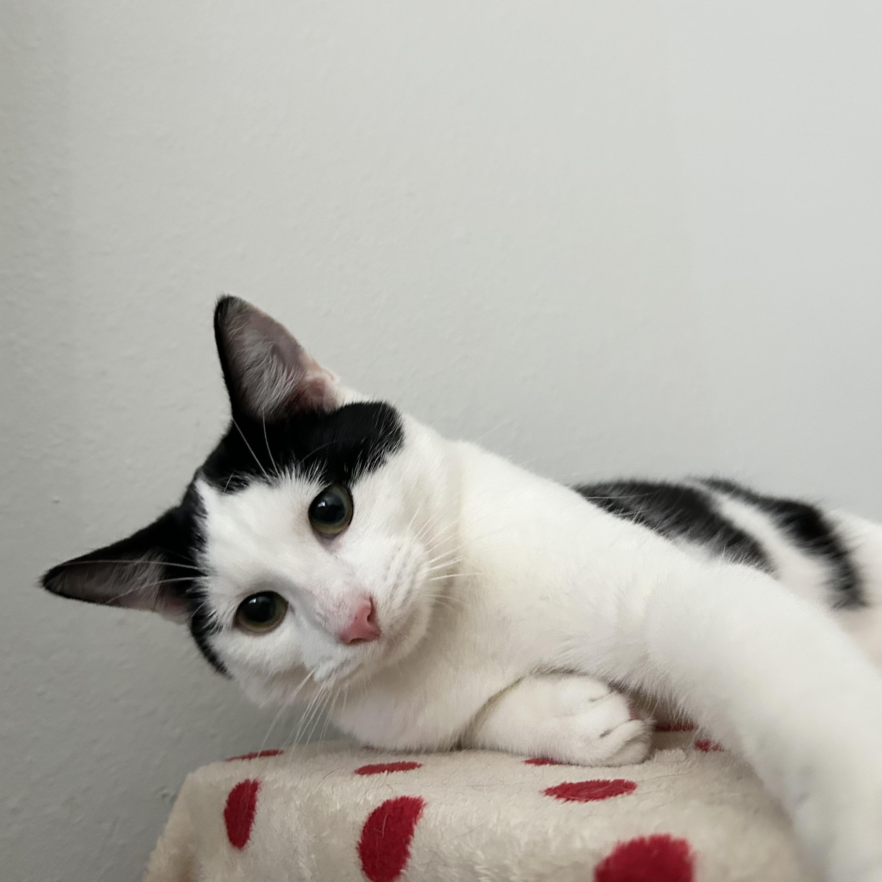 Enlarge Marshmallow, a Adoptable mixed breed in Clinton, NJ image 5/6