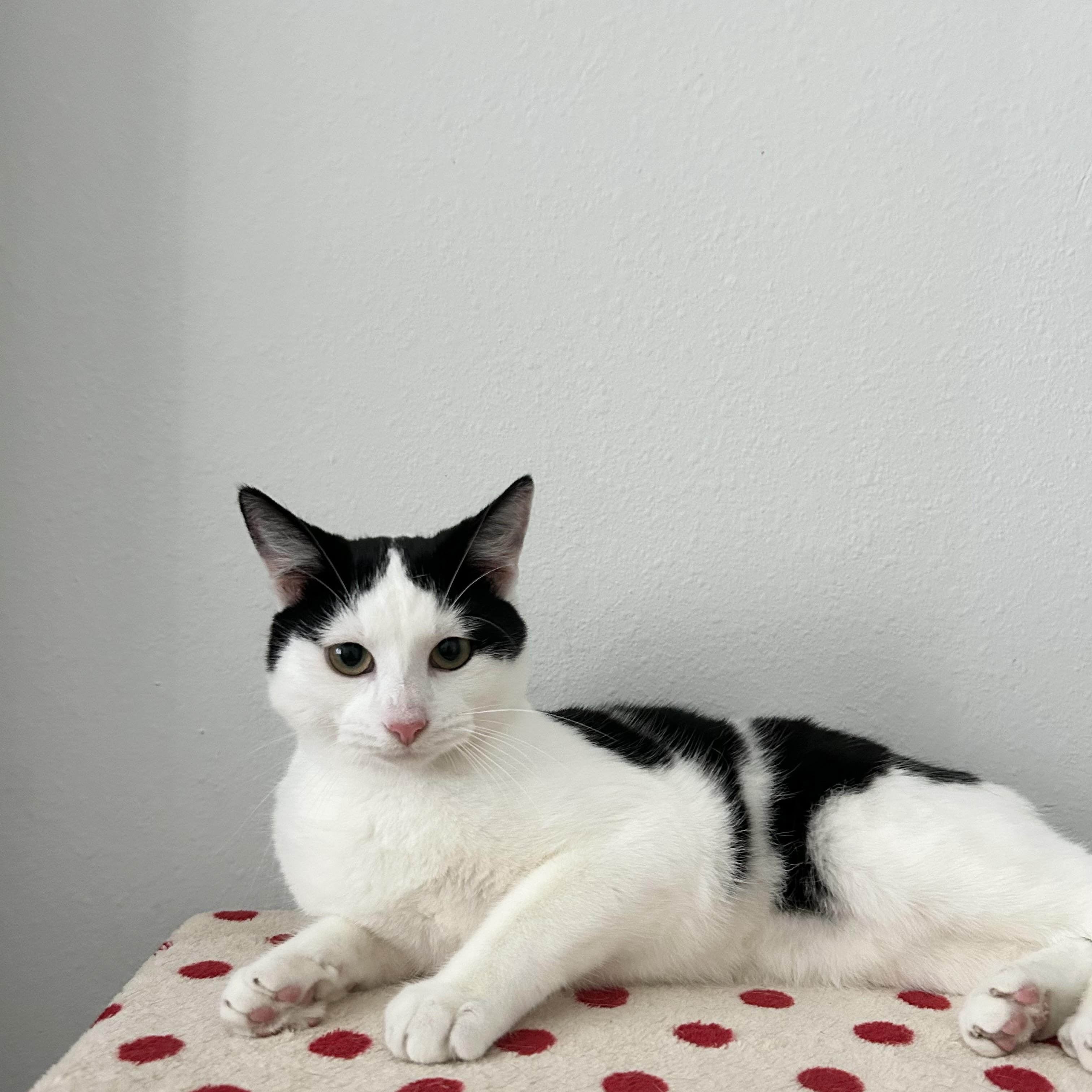 Enlarge Marshmallow, a Adoptable mixed breed in Clinton, NJ image 6/6