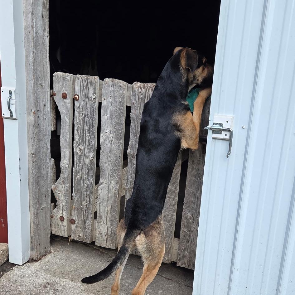 Enlarge Gunnar, a Adoptable German Shepherd Dog in Cartersville, GA image 1/2