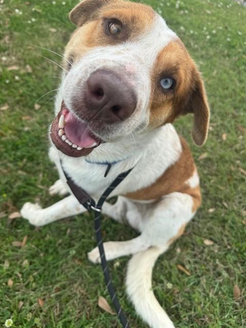 Enlarge GERARD, a Adoptable Labrador Retriever in Sugar Land, TX image 1/1