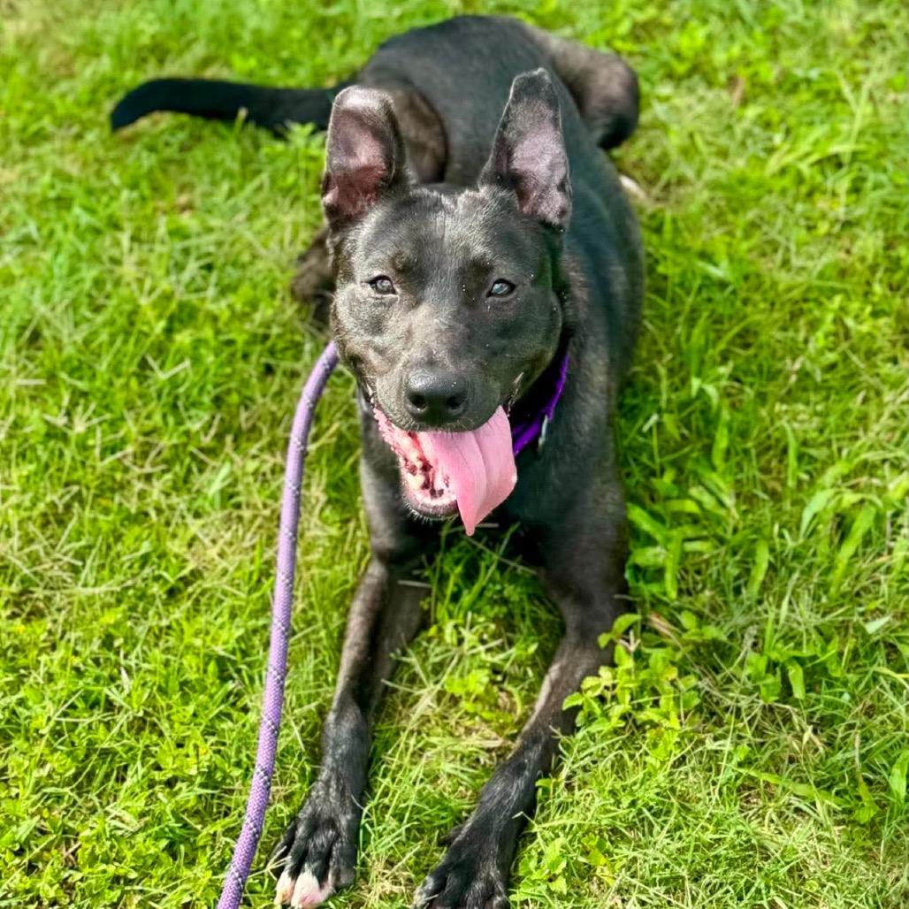 Lizzie, a Adoptable Mixed Breed in Dickinson, TX image 1/6