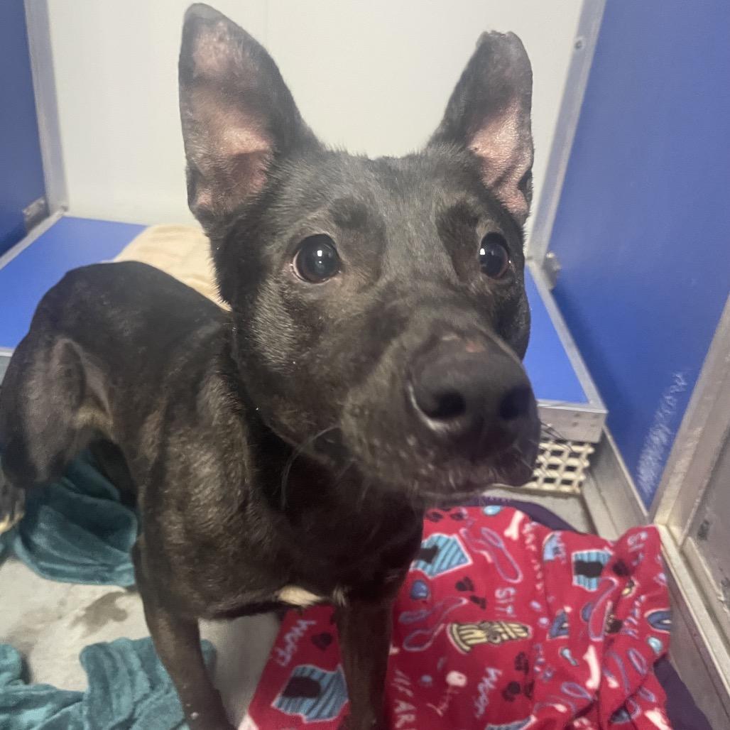 Lizzie, Adoptable, Adult Female Mixed Breed.