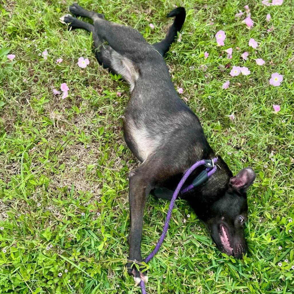 Enlarge Lizzie, a Adoptable Mixed Breed in Dickinson, TX image 2/6