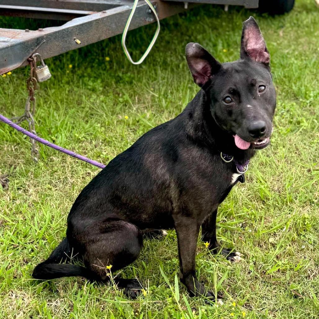 Enlarge Lizzie, a Adoptable Mixed Breed in Dickinson, TX image 3/6