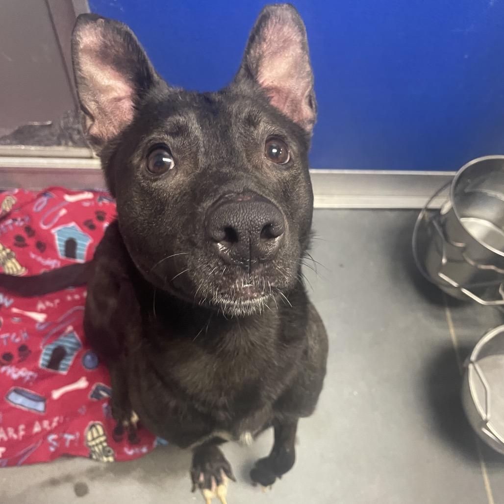 Enlarge Lizzie, a Adoptable Mixed Breed in Dickinson, TX image 2/3