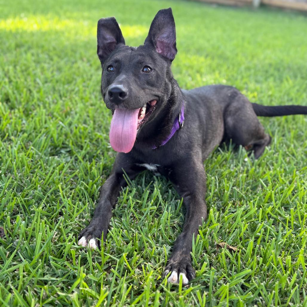 Lizzie, a Adoptable Mixed Breed in Dickinson, TX image 4/6