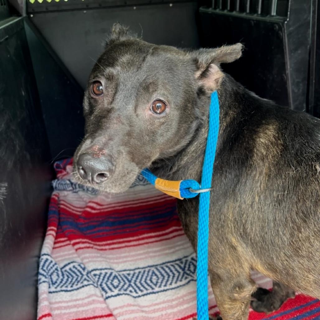Enlarge Lizzie, a Adoptable Mixed Breed in Dickinson, TX image 3/3