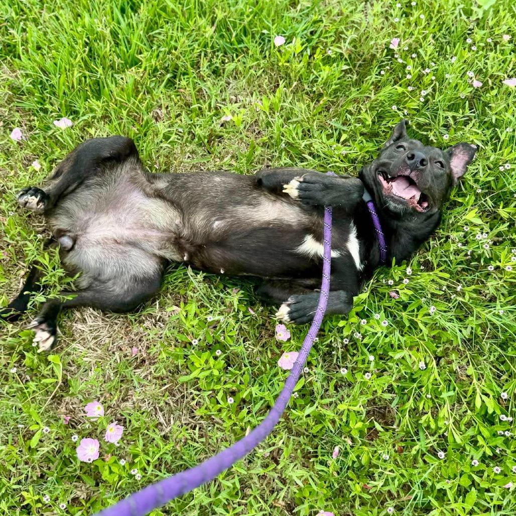 Enlarge Lizzie, a Adoptable Mixed Breed in Dickinson, TX image 6/6
