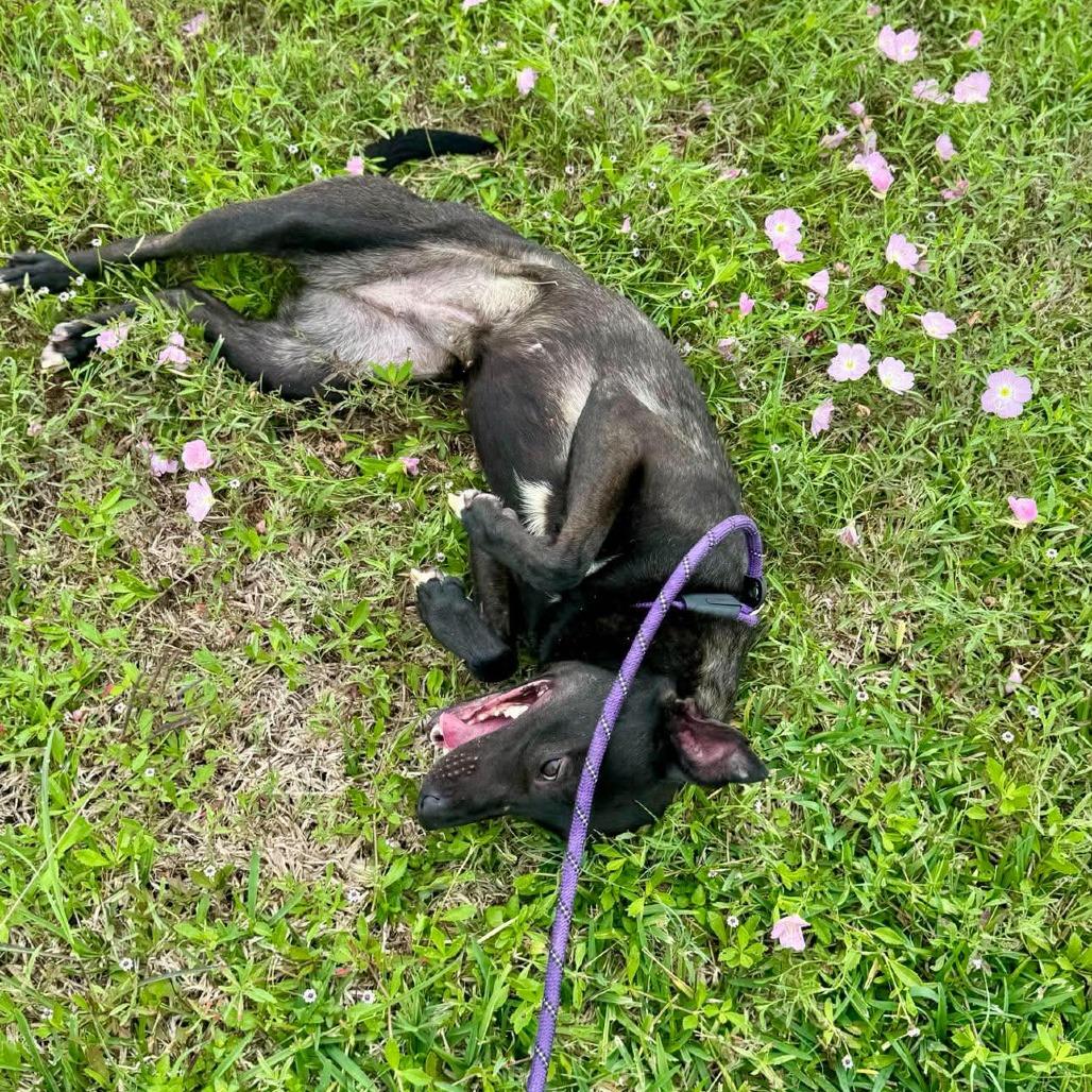 Lizzie, a Adoptable Mixed Breed in Dickinson, TX image 6/6