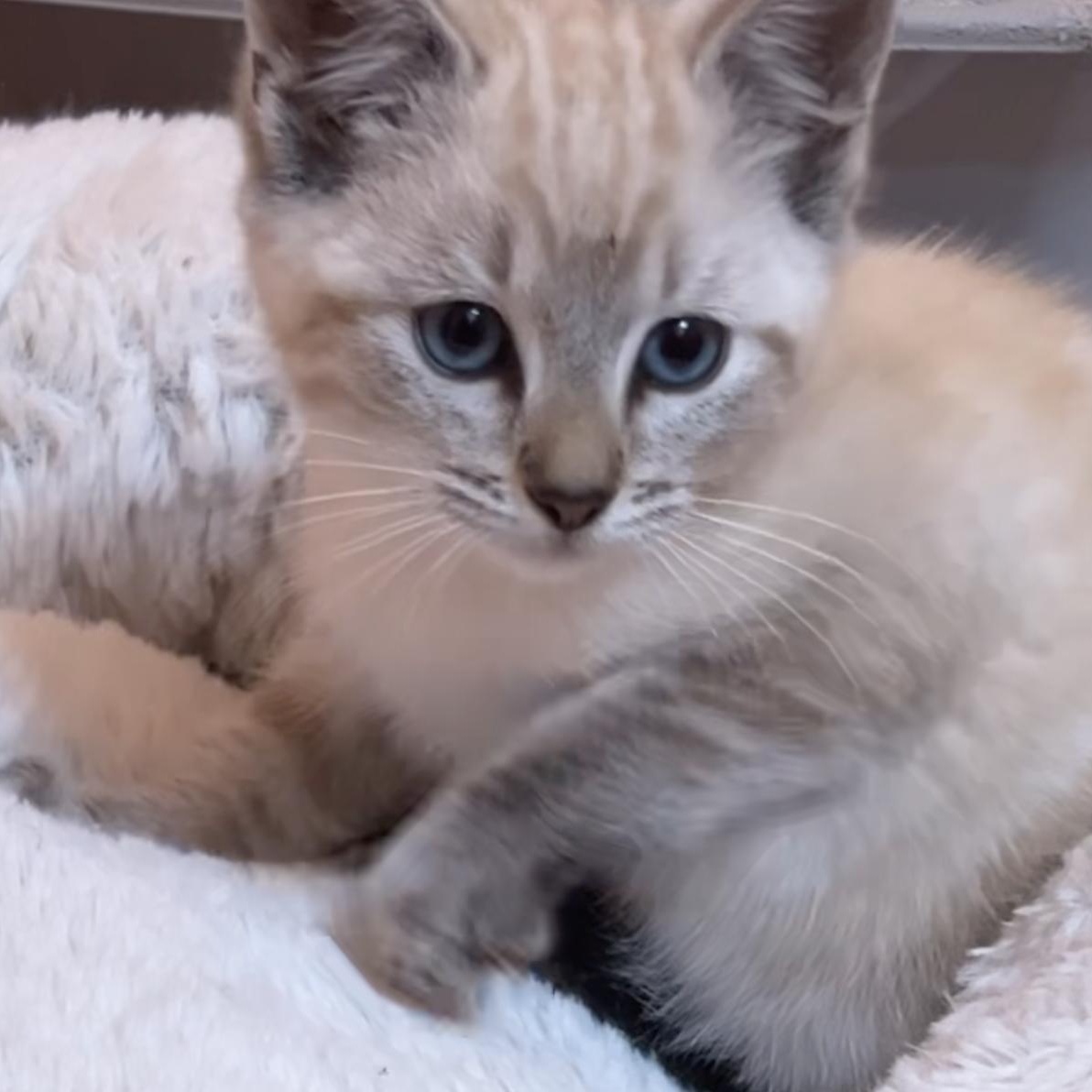 Enlarge Prince (Foster-to-Adopt), an adopted Siamese in Union City, CA image 1/4