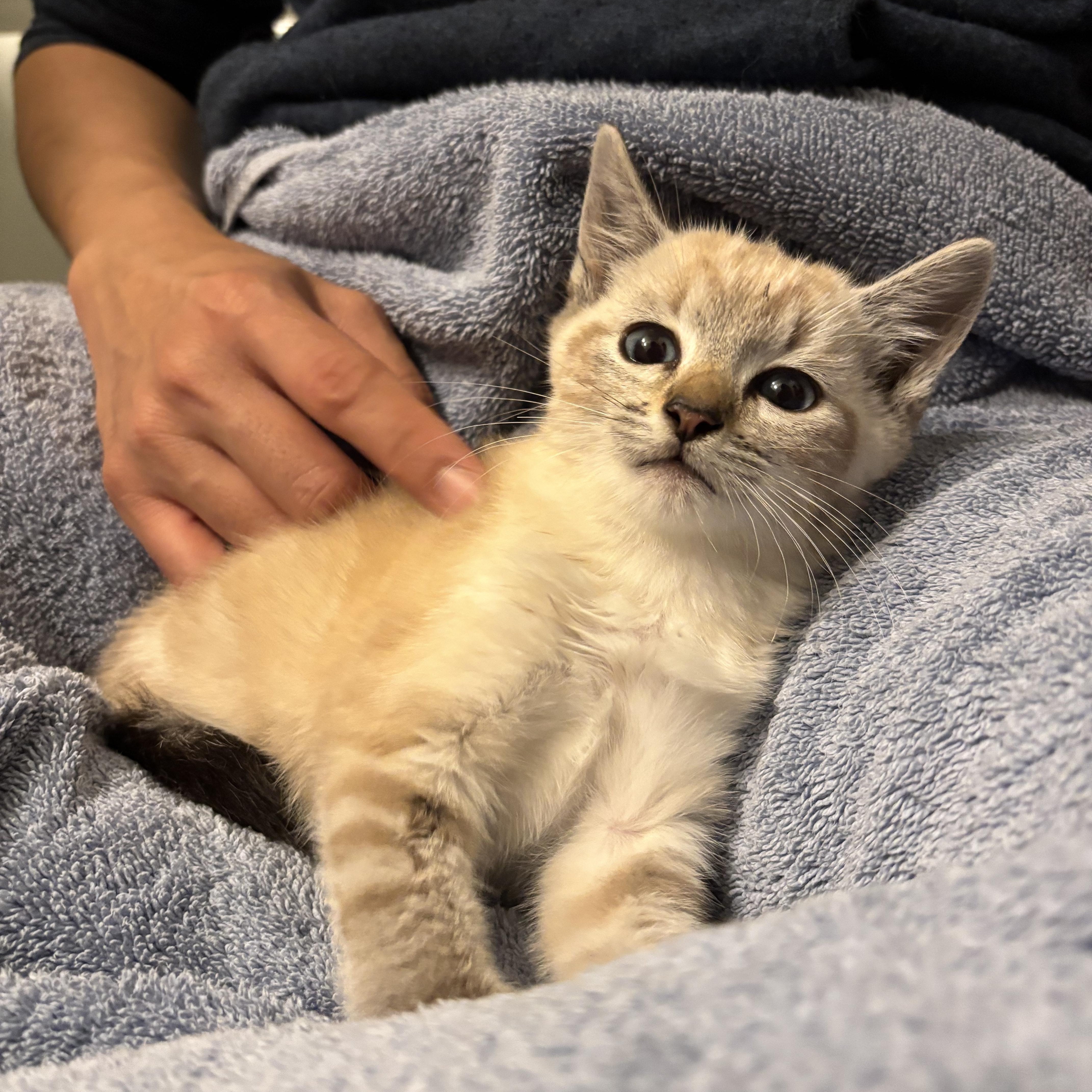 Enlarge Prince (Foster-to-Adopt), an adopted Siamese in Union City, CA image 3/4