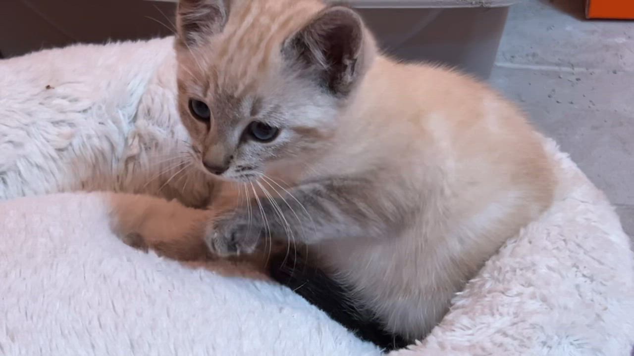 Enlarge Prince (Foster-to-Adopt), an adopted Siamese in Union City, CA video 2/4