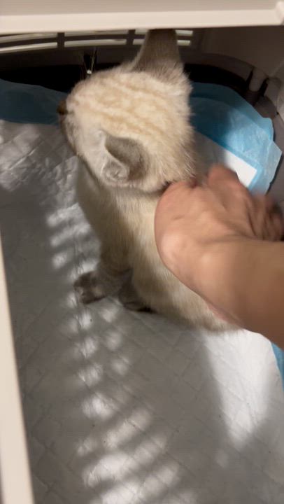 Enlarge Prince (Foster-to-Adopt), an adopted Siamese in Union City, CA video 4/4