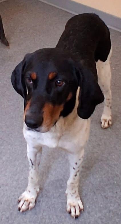 Louie, Adoptable, Adult Male Hound.