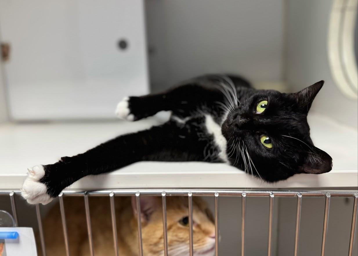 Enlarge Nemo, a ADOPTABLE Domestic Short Hair in Norwalk, CT image 4/4