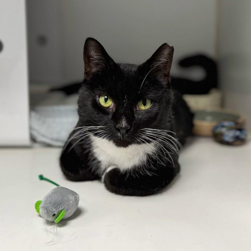 Enlarge Nemo, a ADOPTABLE Domestic Short Hair in Norwalk, CT image 2/4