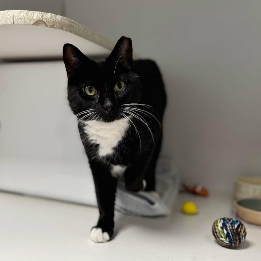 Enlarge Nemo, a ADOPTABLE Domestic Short Hair in Norwalk, CT image 3/4