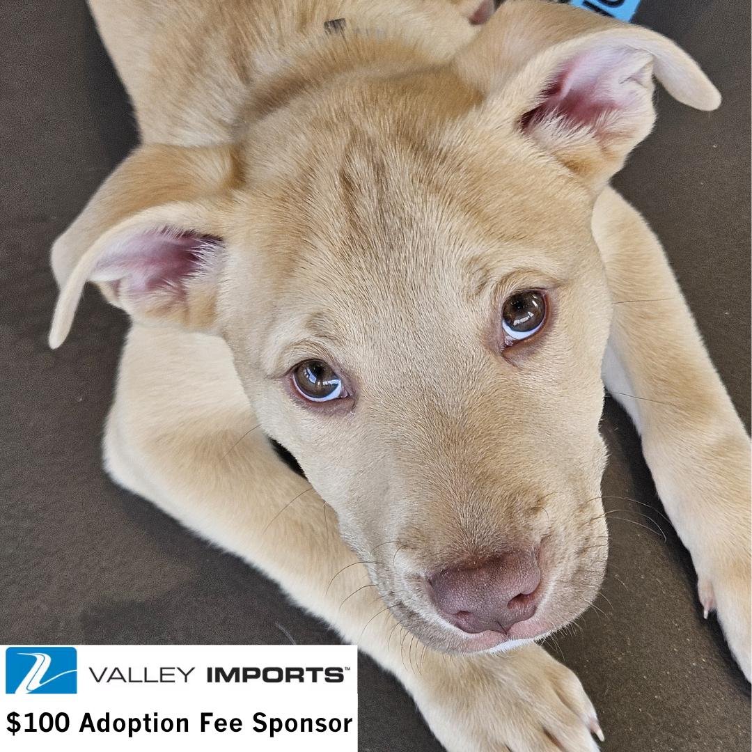 Vinyl, Adoptable, Young Male Husky & Pit Bull Terrier.