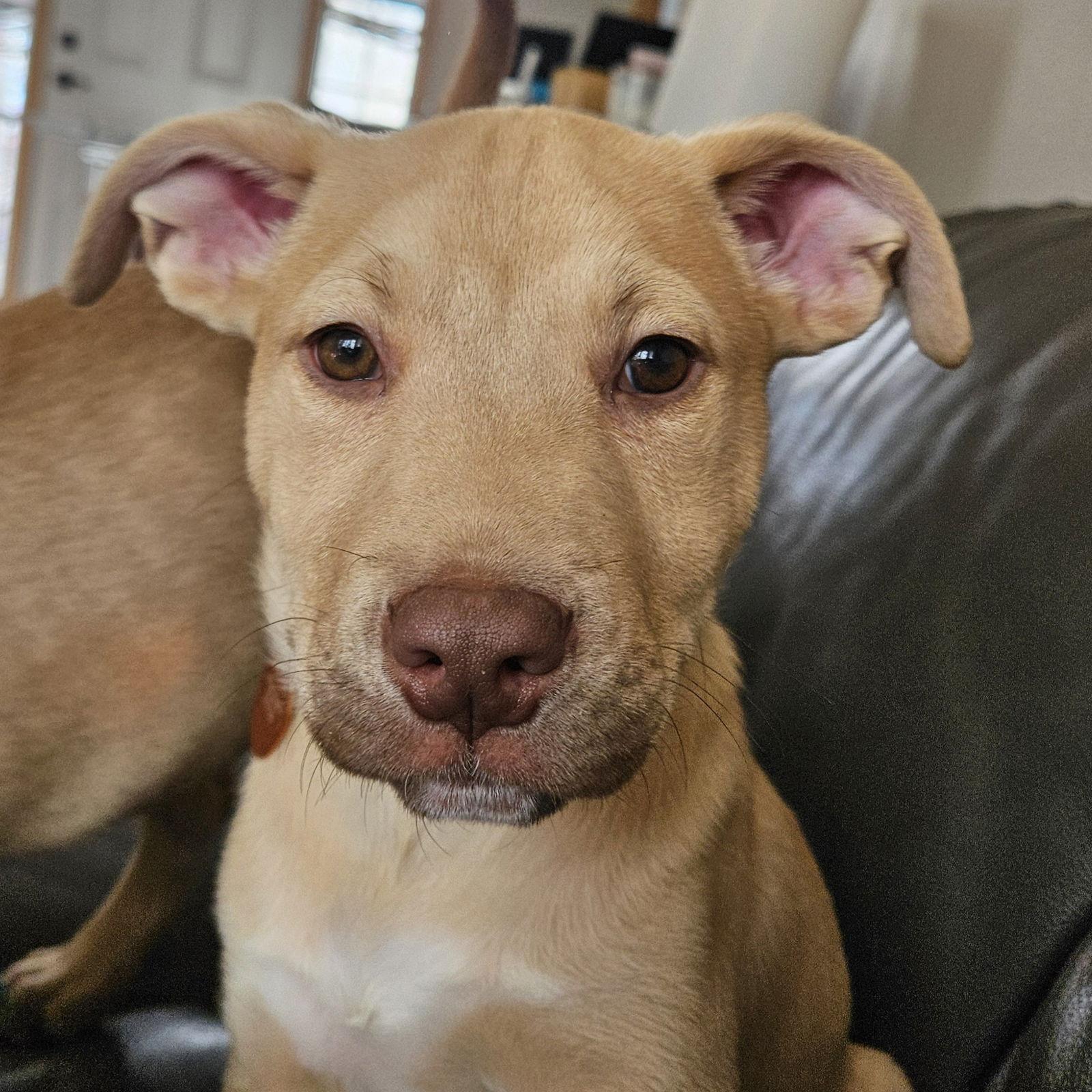 Vinyl, a Adoptable mixed breed in Fargo, ND image 2/3