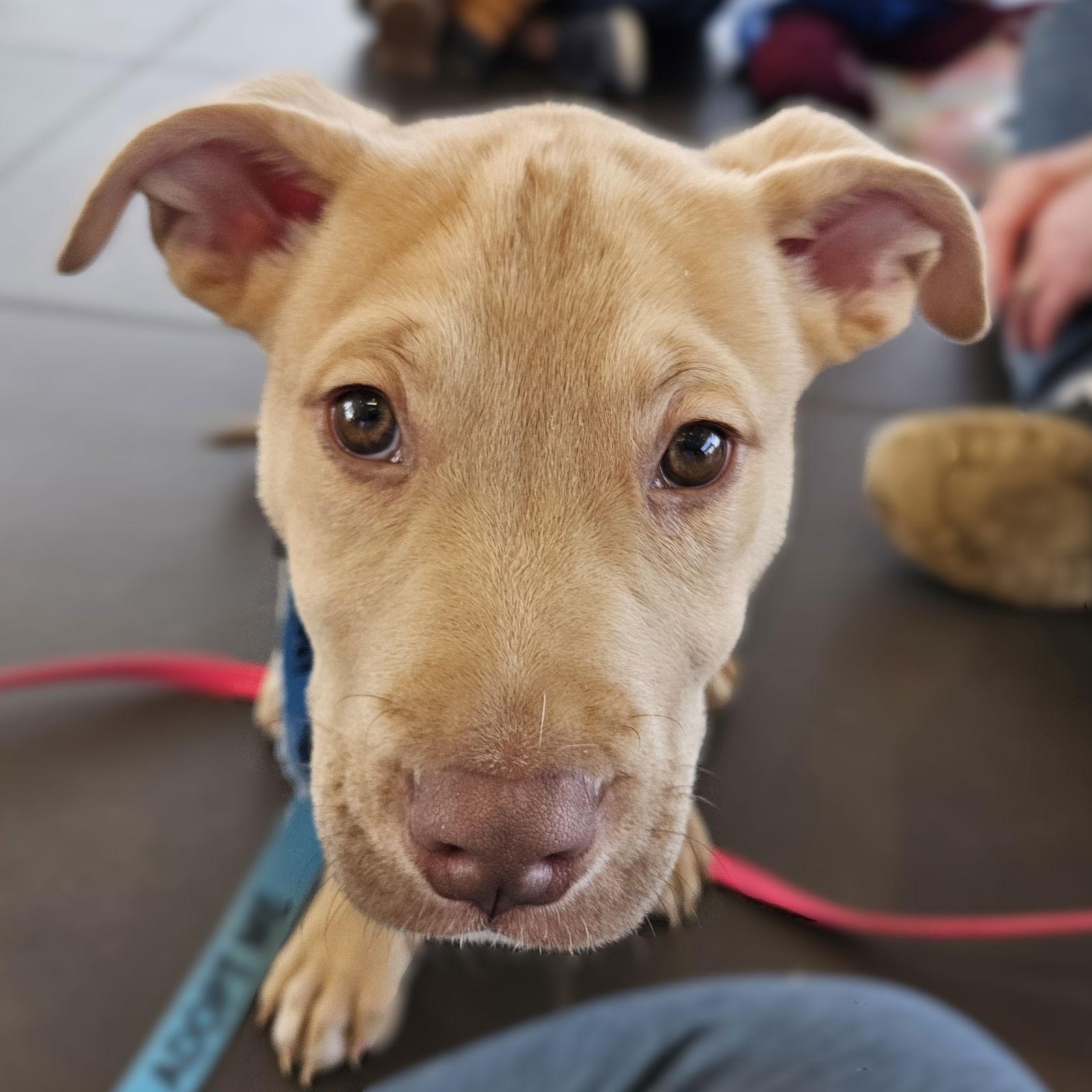 Vinyl, a Adoptable mixed breed in Fargo, ND image 3/3