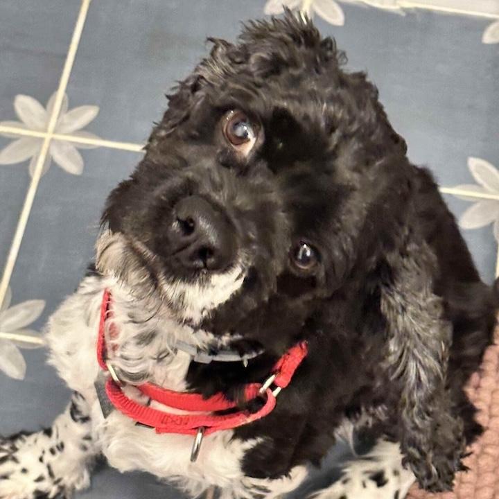 Enlarge Trippy, a ADOPTABLE Cocker Spaniel in Rensselaer, NY image 3/5