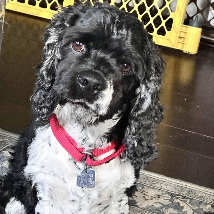 Enlarge Trippy, a ADOPTABLE Cocker Spaniel in Rensselaer, NY image 1/5