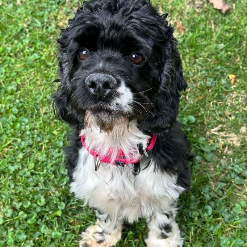 Enlarge Trippy, a ADOPTABLE Cocker Spaniel in Rensselaer, NY image 2/5