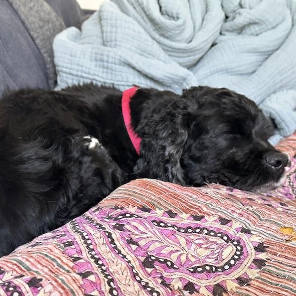 Enlarge Trippy, a ADOPTABLE Cocker Spaniel in Rensselaer, NY image 4/5