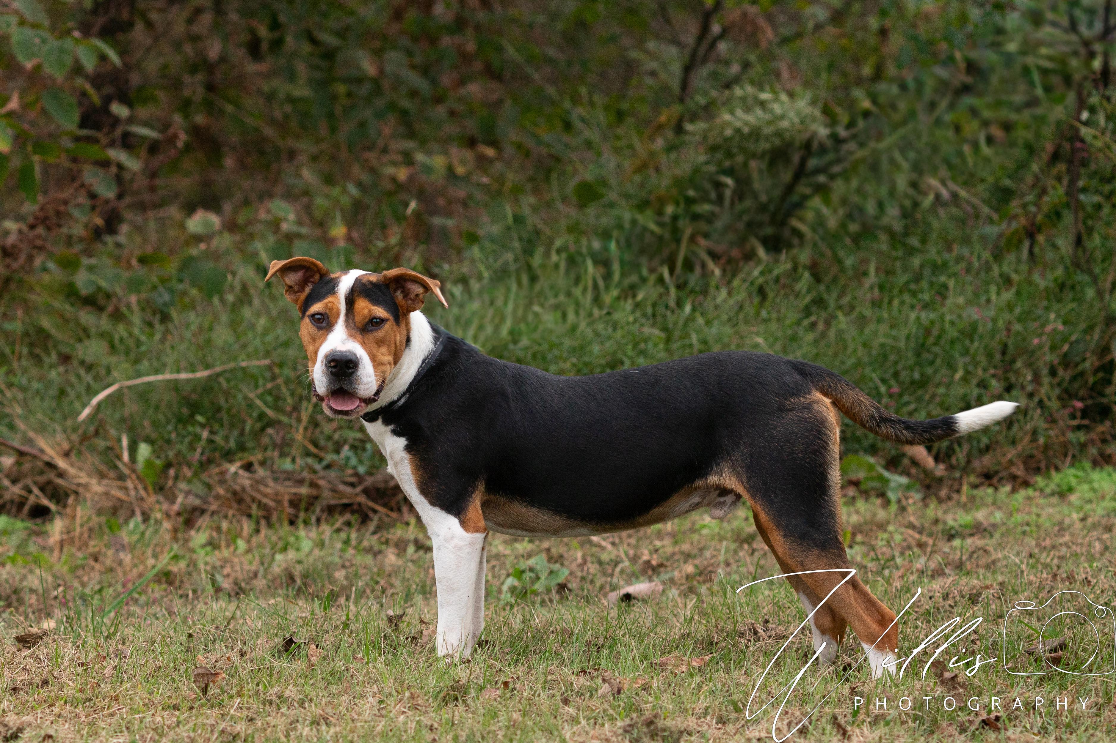 Brutus-Adoption Sponsored