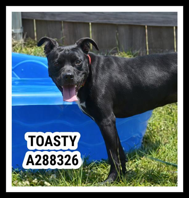 Enlarge TOASTY, a Adoptable Mixed Breed in Macon, GA image 1/1
