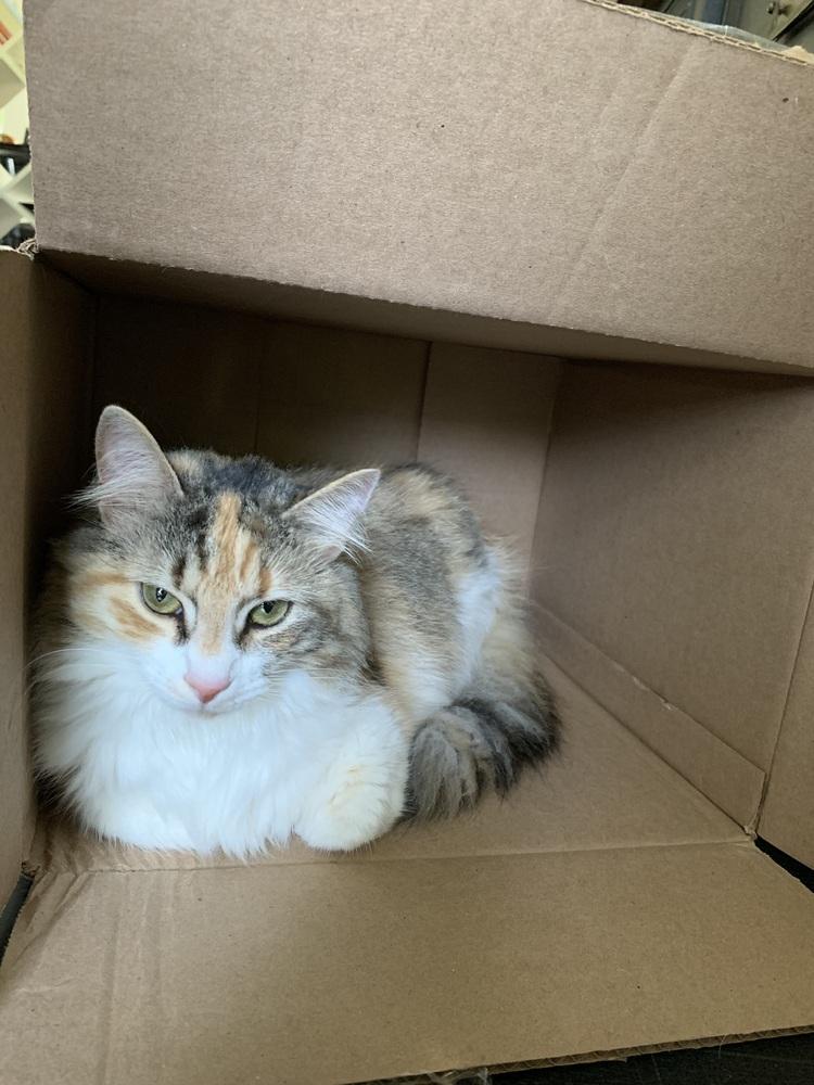 Cleopatra, Adoptable, Adult Female Domestic Long Hair & Calico.