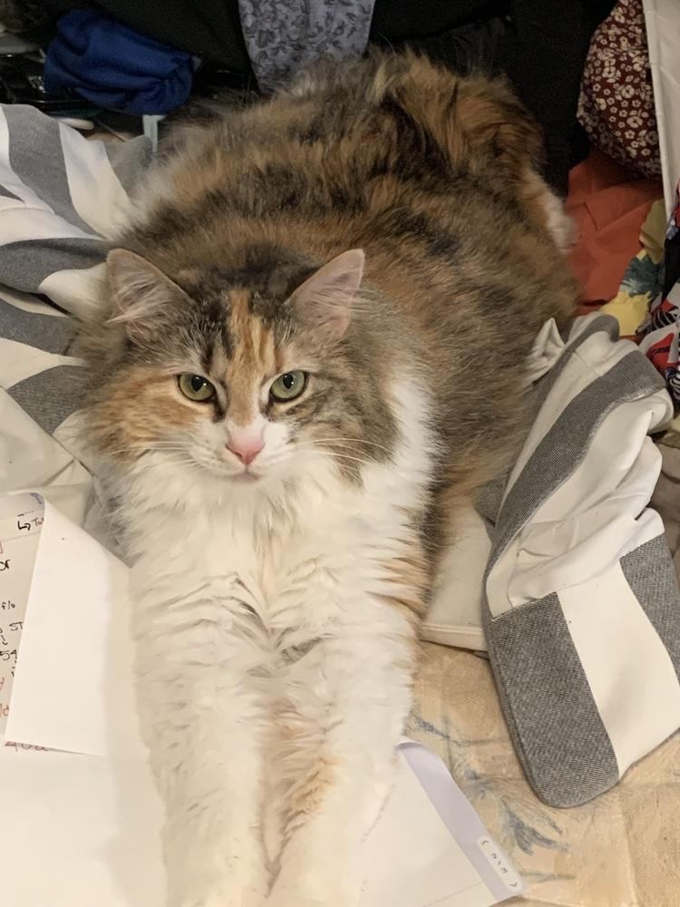 Enlarge Cleopatra, a Adoptable mixed breed in Cleveland, OH image 3/3