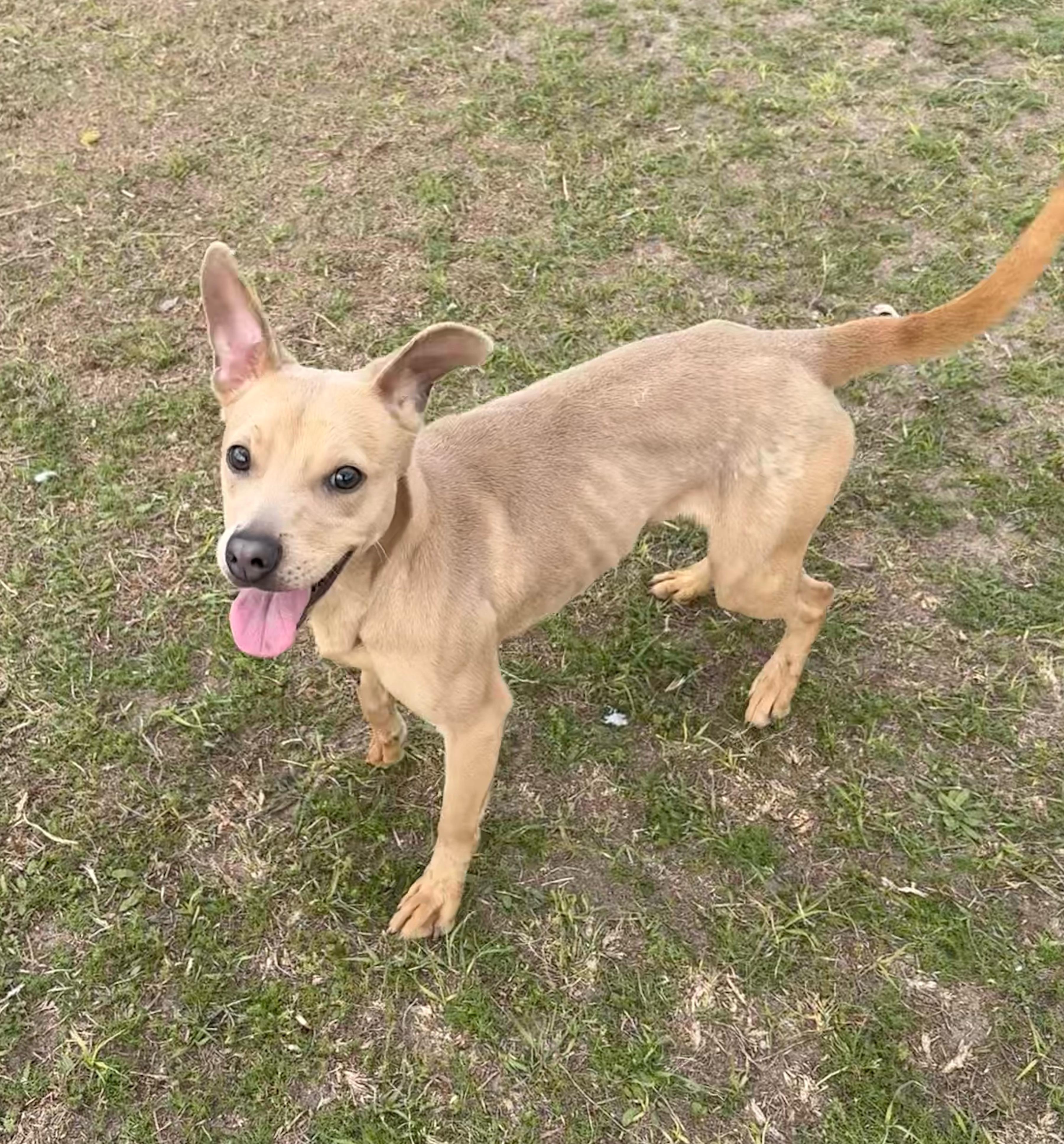 Enlarge Danish, an adoptable mixed breed in Valdosta, GA image 2/2