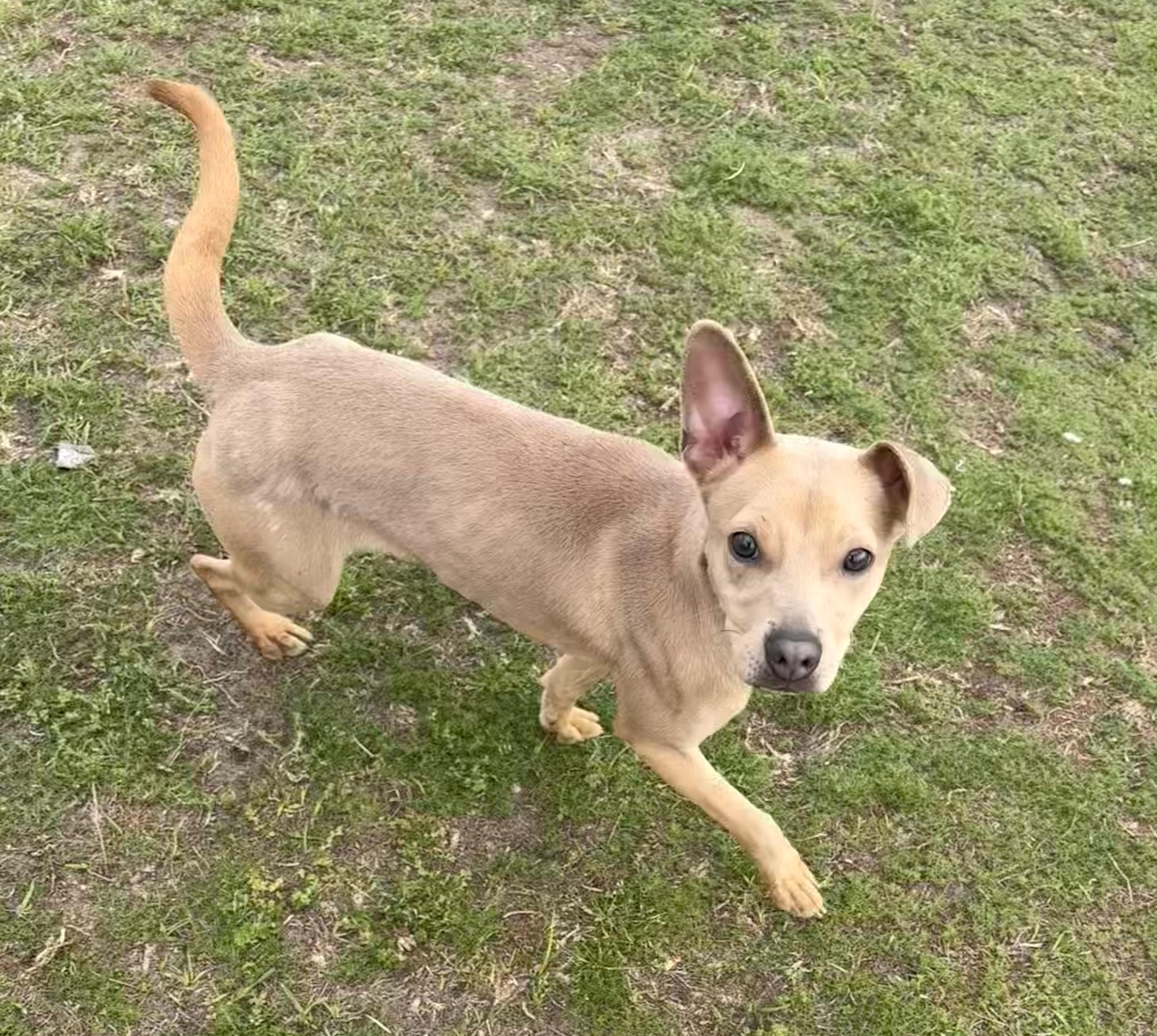Enlarge Danish, an adoptable mixed breed in Valdosta, GA image 1/2