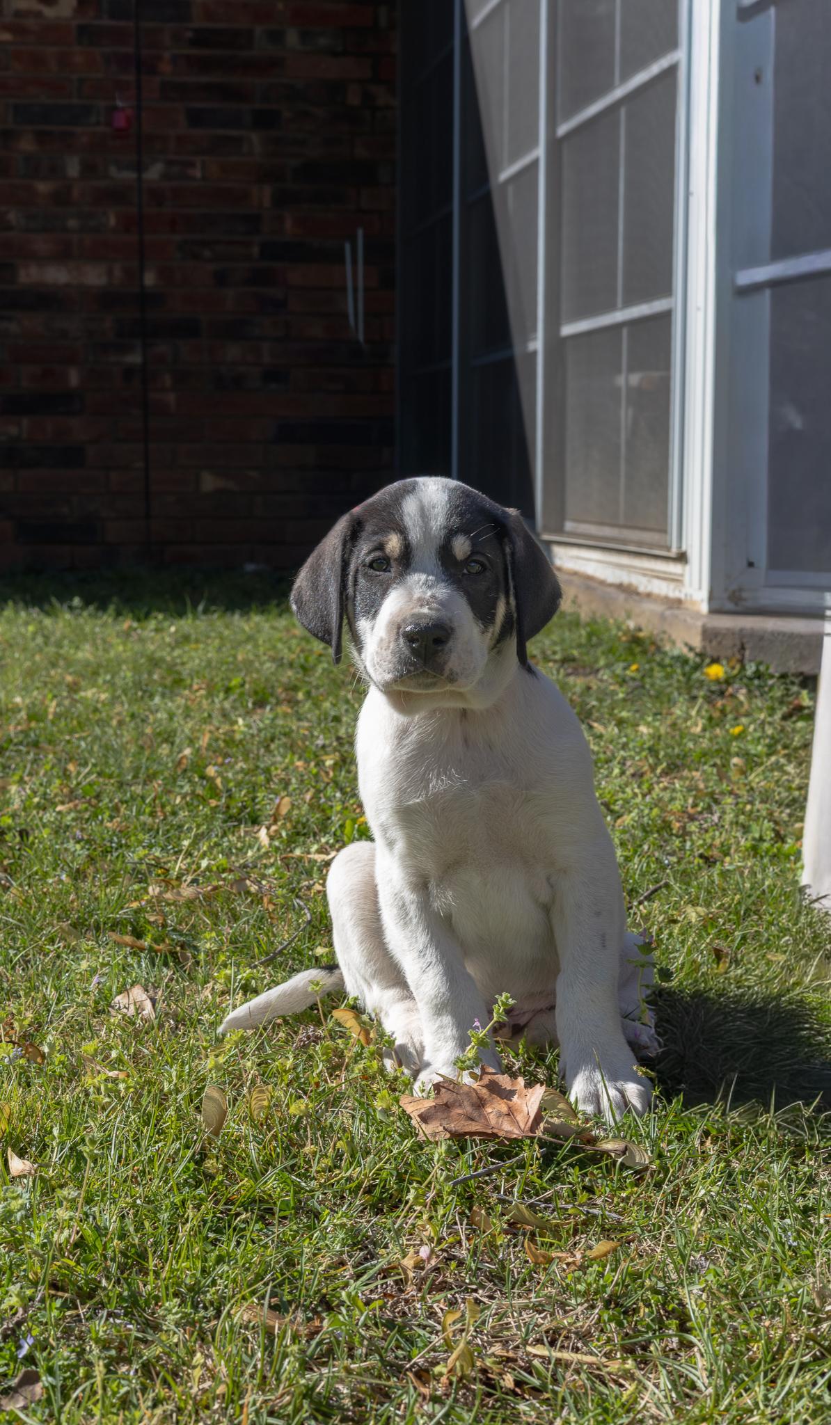 Camo, a Adoptable mixed breed in TULSA, OK image 1/2