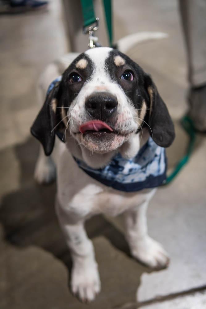 Enlarge Camo, a Adoptable mixed breed in TULSA, OK image 2/3