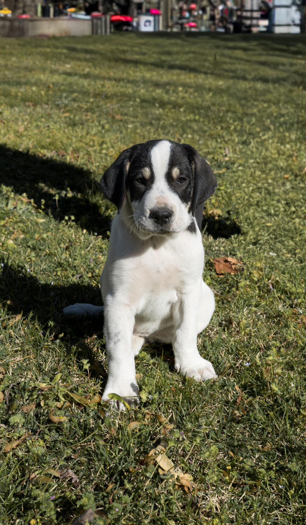 Camo, a Adoptable mixed breed in TULSA, OK image 2/2