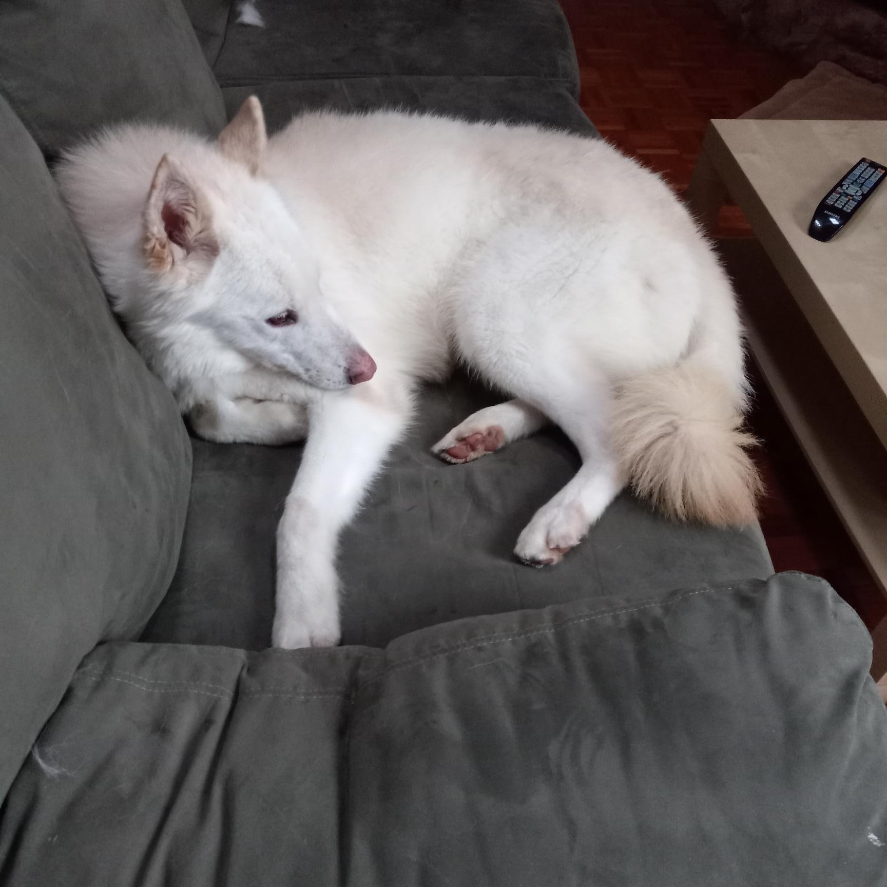 Enlarge Ghost, a Adoptable Alaskan Malamute in lynnwood , WA image 3/6